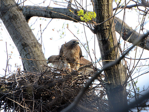 Red-Tailed Hawks (6885)