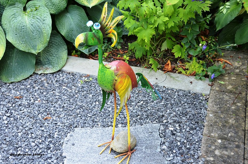New Bird in the garden