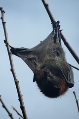 Flying Fox (fruit bat)