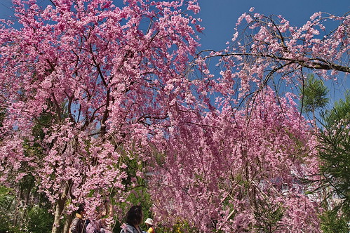 【写真】2013 桜 : 原谷苑（２）/2021-02-05/IMGP9973