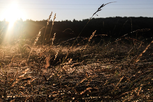 nature field sunrise soleil champ leversoleil franclens
