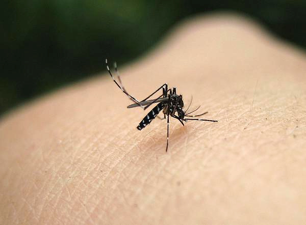 Mosquitos del Sudeste Asiático
