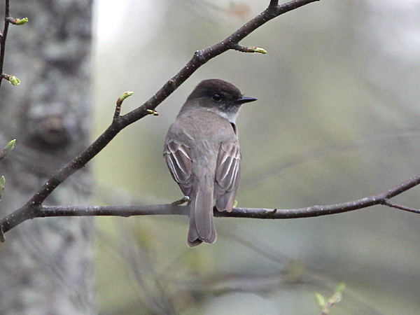 Photograph titled 'Eastern Phoebe'