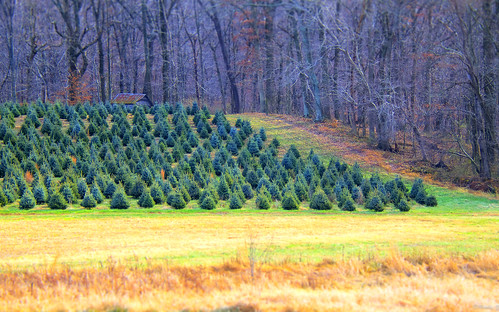christmas travel trees winter cold nature nikon farm maryland treefarm christmastreefarm nikond7000