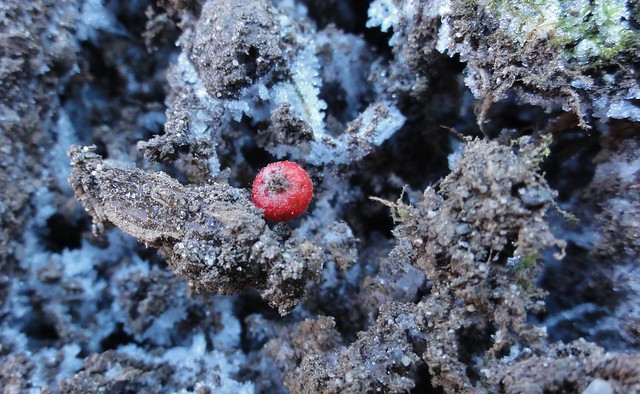 Needle ice from above, with red berry trapped upon it.