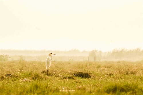 birds serene egret flickrandroidapp:filter=none chilikalandsend