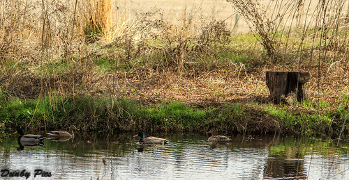 park county lake bird duck wildlife sonoma lane cannon petaluma mallard regional tolay {vision}:{outdoor}=0912