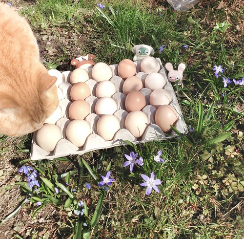 kind eggs inspection