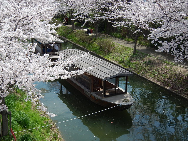 十石船と桜①