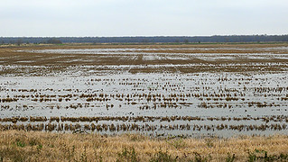 Picture of a field full of water