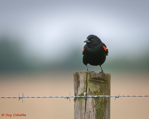 fence wire post barbed blackbird redwinged birdbirdsleelaramoresumterredwingedblackbird