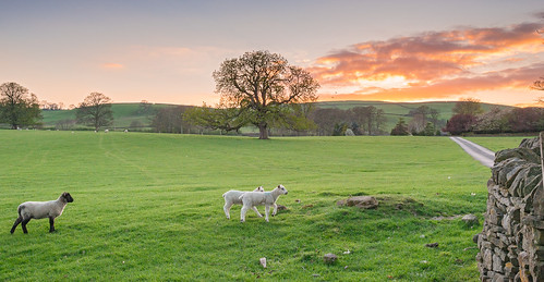 sunset england tree nikon unitedkingdom dusk yorkshire lambs boltonabbey d800 addingham vividvista