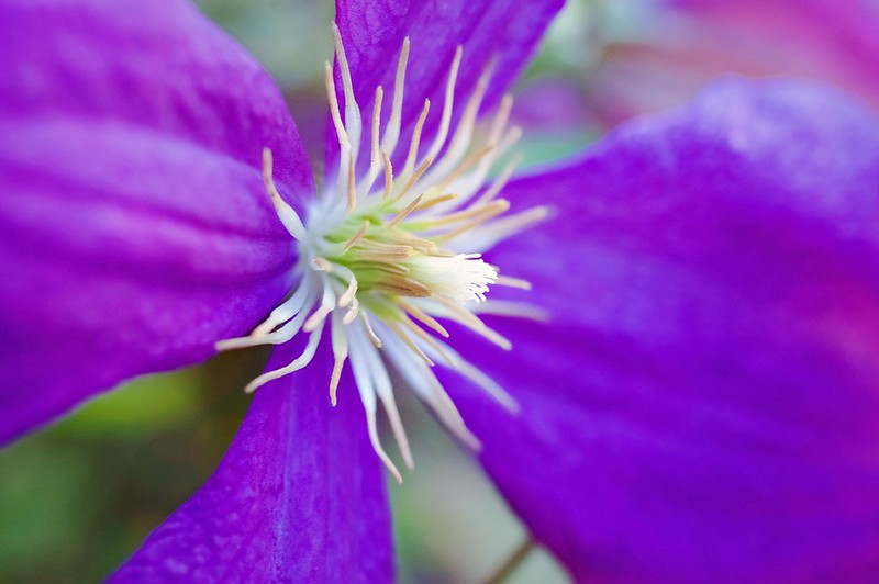 199/365. unidentified purple flower.