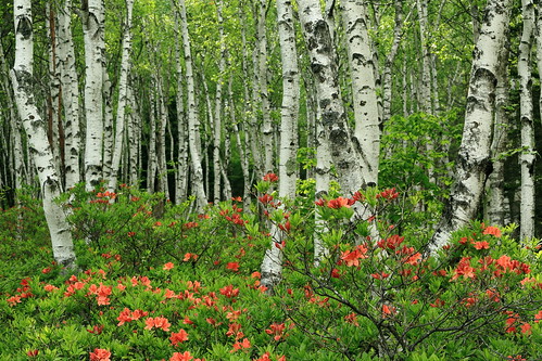 wood landscape scenery azalea freshgreen whitebirch 長野県 八千穂高原