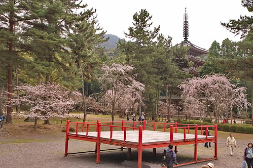 【写真】2013 桜 : 醍醐寺/2021-10-20/IMGP9090