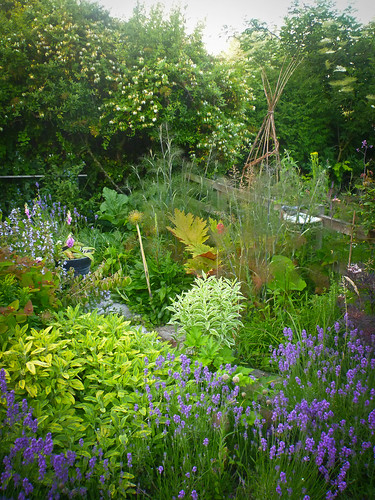 Garden in July