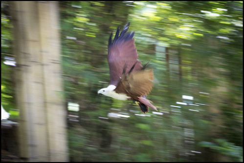Eagle at Phuket Bird Park