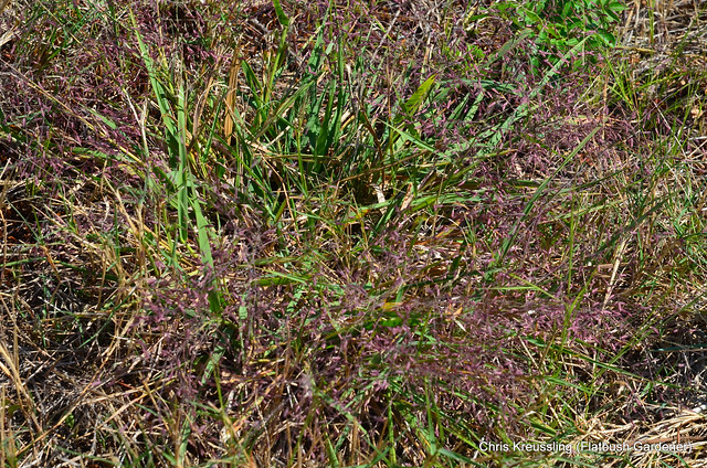 Eragrostic spectabilis, Purple Lovegrass, Hempstead Plains