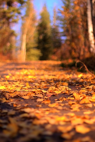 autumn canada fall nature leaves canon 50mm leaf dof path trail alberta 60d