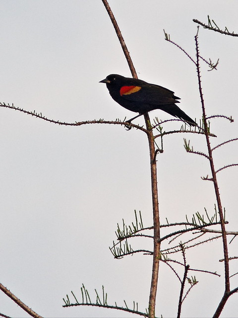 Red-winged Blackbird 20140320