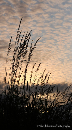 sunset sky plants nature grass silhouette clouds canon scotland sunsetlight northberwick 6d eastlothian canon100mmf28 canon24105mmf4l alanjohnstone