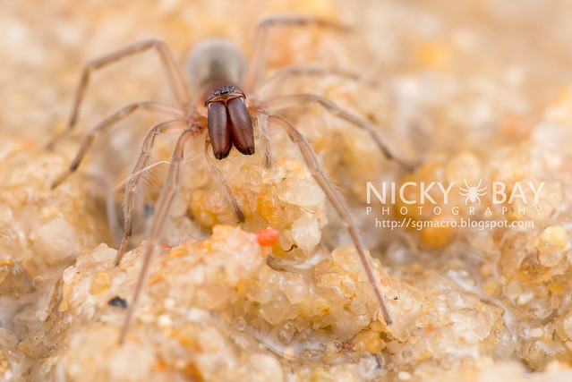 Intertidal Spider (Desis sp.) - DSC_5297
