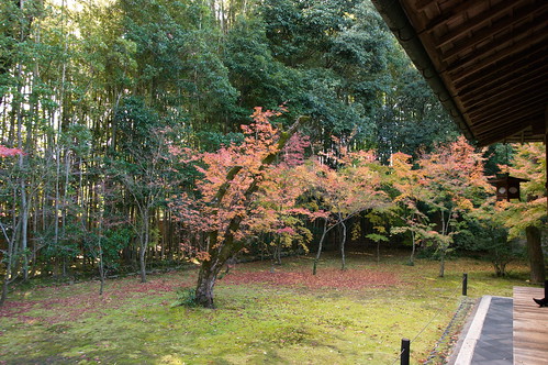 【写真】2012 紅葉 : 高桐院/2020-01-30/IMGP6926