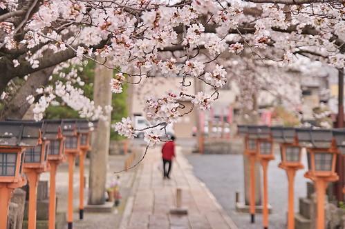 【写真】2013 桜 : 六孫王神社/2020-04-21/IMGP8937
