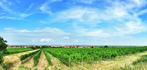 green austria österreich rust day sunny bluesky clear vineyards neusiedlersee flickrandroidapp:filter=none