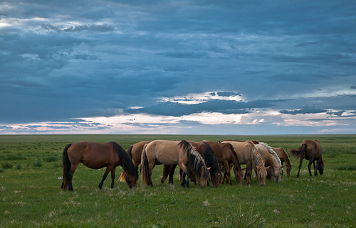 travel horses storm grass clouds landscape adventure mongolia steppe mongolian dornod