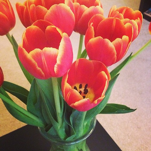 This week's tulips to brighten up an otherwise dreary Monday.