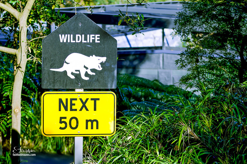 Wildlife road sign