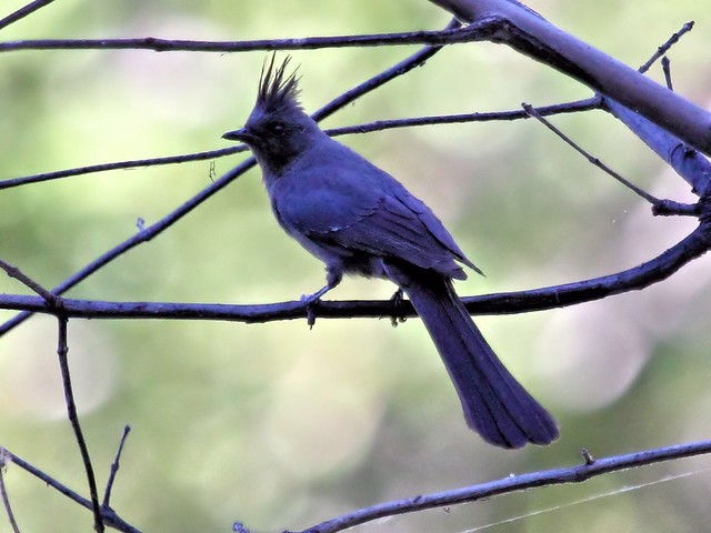 Phainopepla 4-20130617