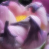Lotus Flower (pinhole photo)