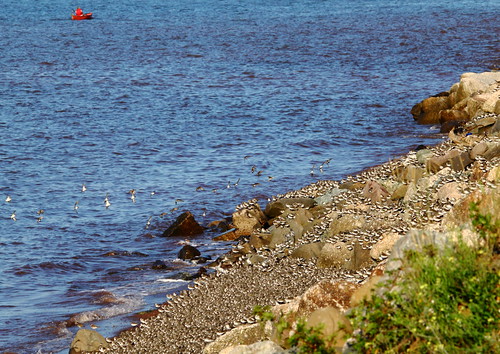 novascotia brace flocking sanderlings evangelinebeach semipalmatedplovers mygearandme shorebords theminasbasin alonemaninaredboat
