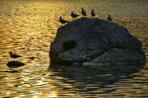 sunset seagulls ontario rock river french district northern westarmoflakenipissing