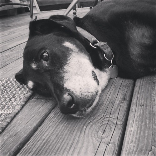 Lola wishes everyone a relaxing Saturday! #dogstagram #dobermanmix #dobiemix #lounge #deck #summer #blackandwhite #seniordog #adoptdontshop