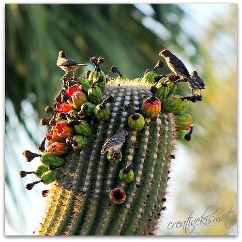 birds on saguaro cactus