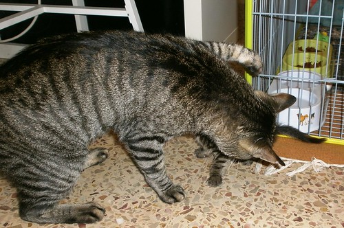 Maxi, gato atigrado pardo nacido en Dic´10 esterilizado y sano, activo y mimosón, en adopción. Valencia. ADOPTADO. - Página 2 14480222502_652e0956b2