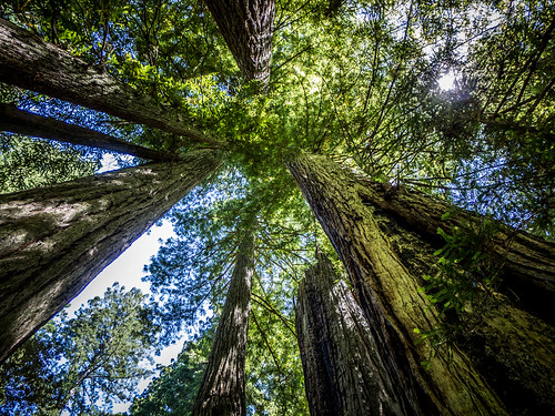 Redwoods and Elk-085
