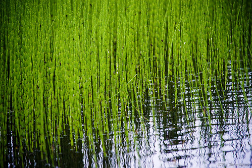 lake macro green closeup oru horsetail japanesque 2014 equisetum snakegrass almostabstract japanesewhispers puzzlegrass