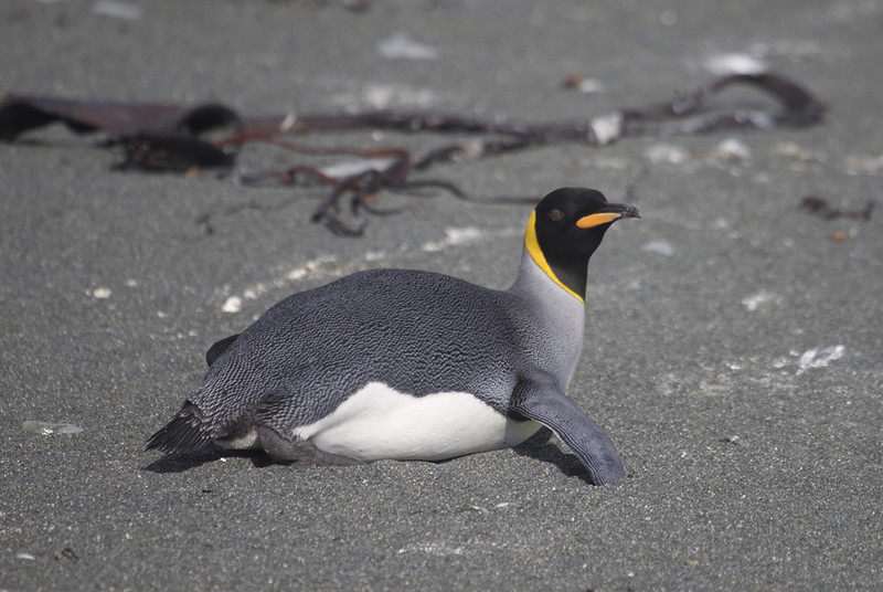 King Penguin, Macquarie Island, Getty Images.