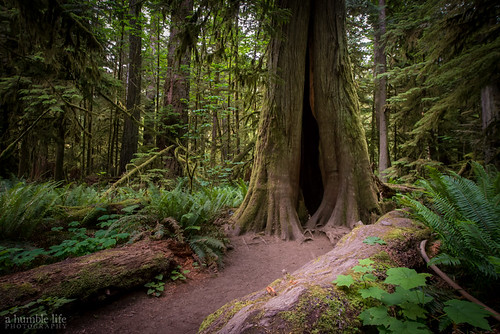 vacation canada forest britishcolumbia vancouverisland 20mm cathedralgrove douglasfir macmillanprovincialpark nikond800 nanaimof