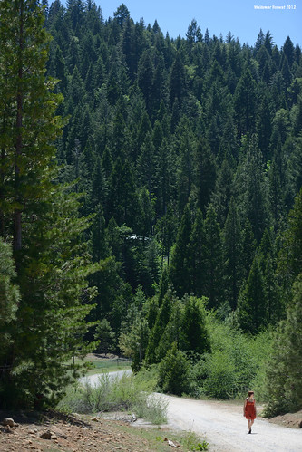 california road woman usa forest woods walk walker pioneer 2012 firedrums image:rating=4 image:id=126560 firedrums2012 sopiagosprings
