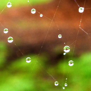 rainy web