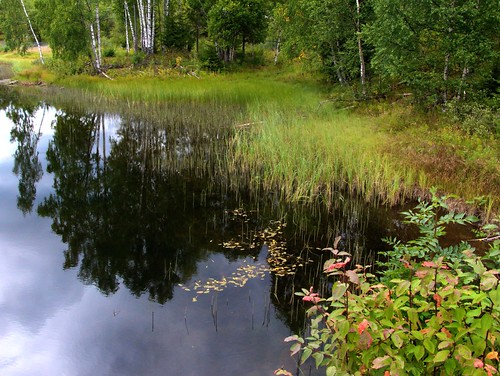 green water oslo norway forest reflections river bank calm riverbank maridalen dausjøelva