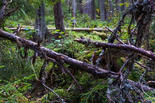 public sweden sony schweden herbst skog sverige wald värmland hagfors sonynex3n sonye1650mmf3556oss varmlandcounty 20140907
