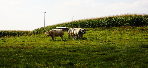 Cows in rural Brussels / vaches à Bruxelles rurales