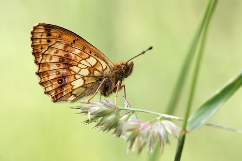 butterfly butterflies papillon nymphalidae