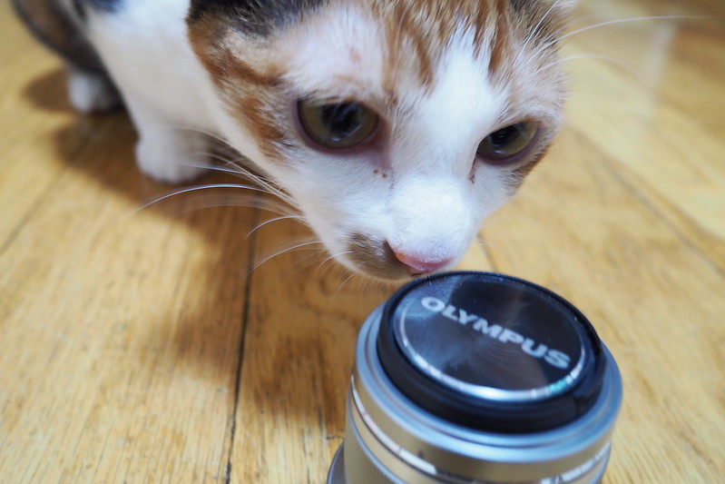 うちの小豆さん。レンズの匂いを嗅ぐ猫。